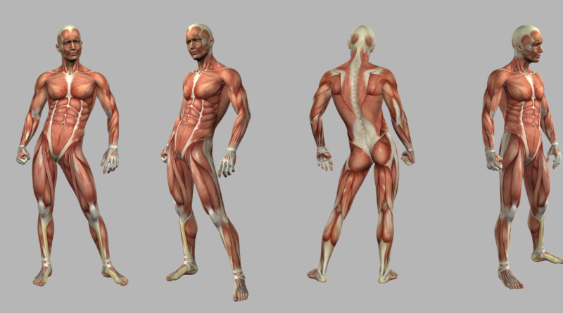 sistema muscular humano
